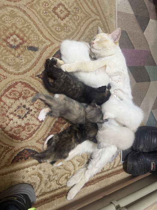 Отдам котят в хорошие руки