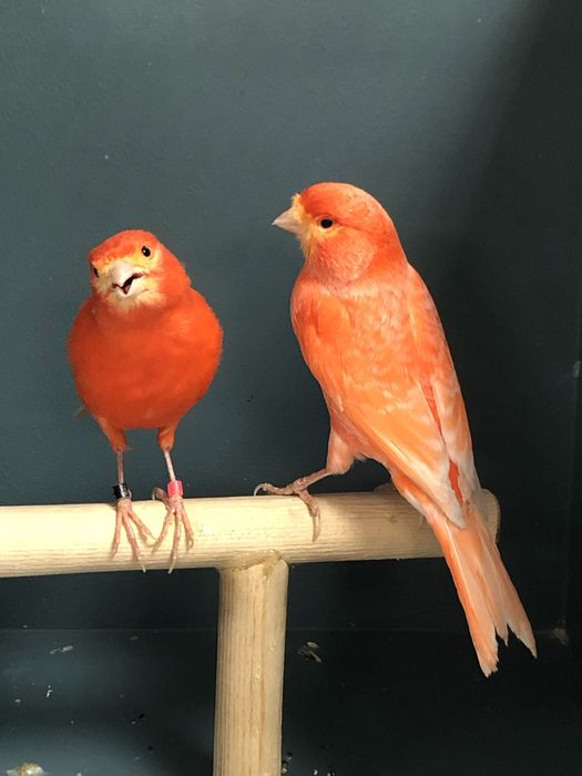 Пара канареек (самка + самец)