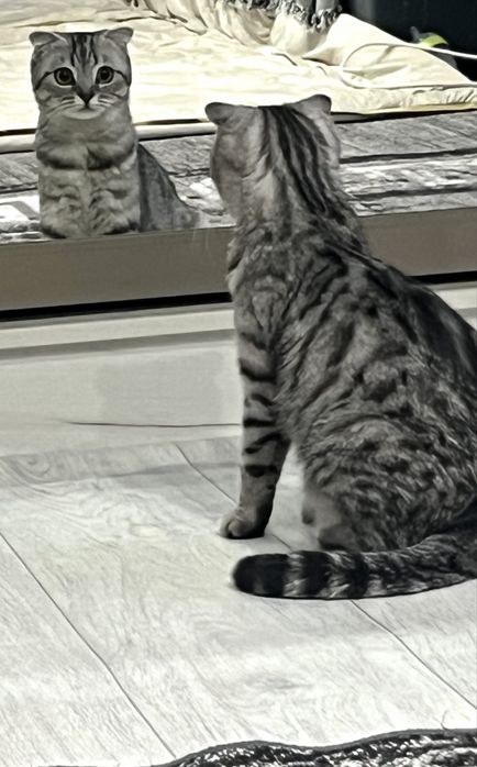 Скоттиш фолд кошка
