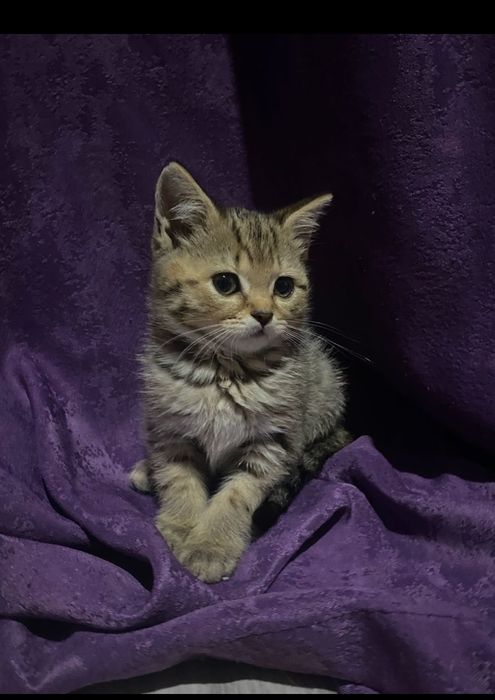 Продам пародистых котят