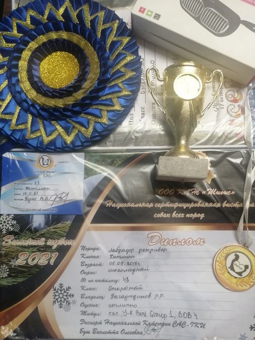 Предлогается кобель для вязки