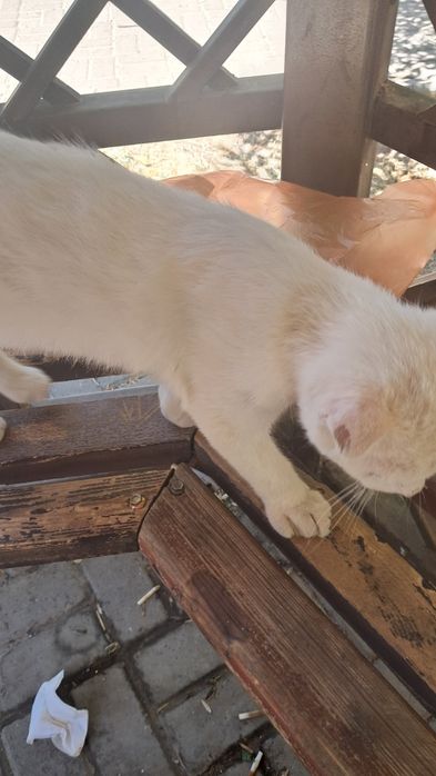 Породистый котик. В очень добрые ручки