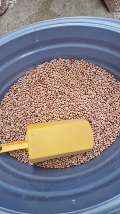 Fasole pestriță România 10kg