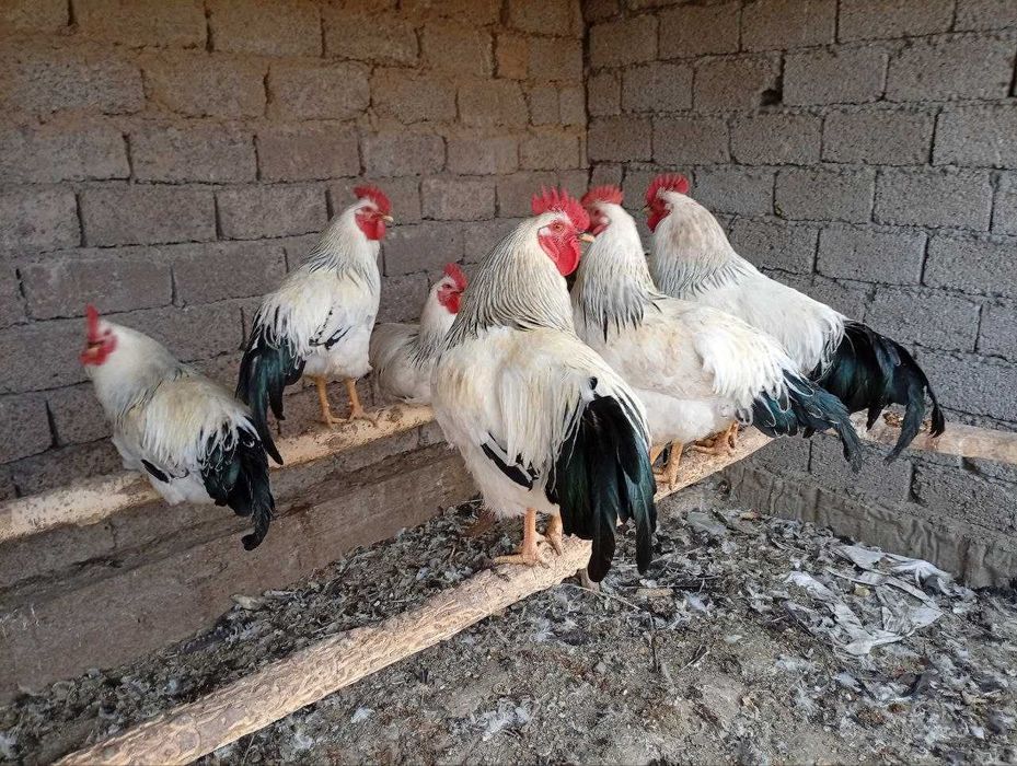 Адлер хурозлари Петухы породы серебристый адлер