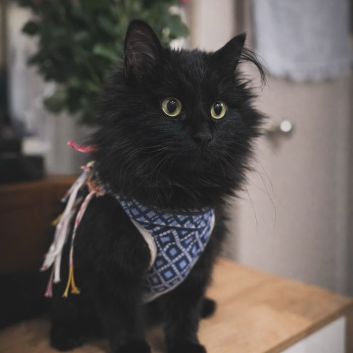 Отдам в хорошие руки