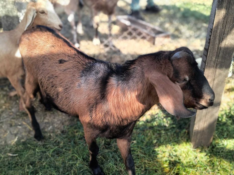 Vând sau schimb țap și capra