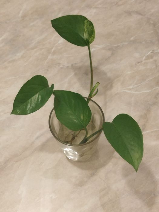 Отдам даром сциндапсус