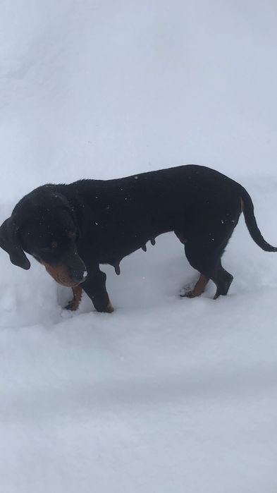 Cățea Copoi Ardele