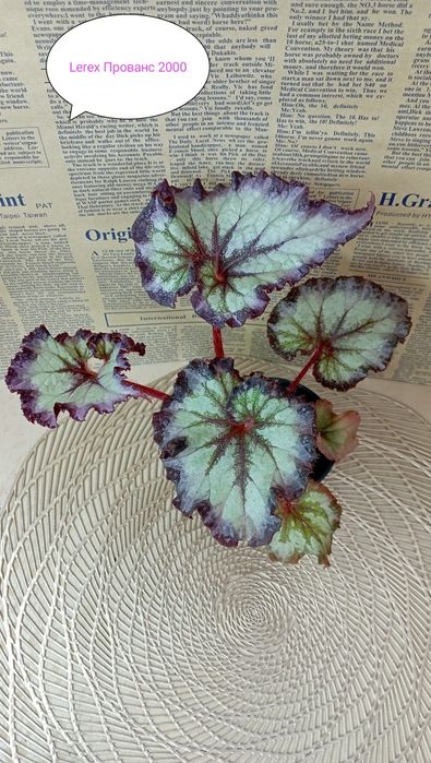 Продам Бегонии декоративнолиственные