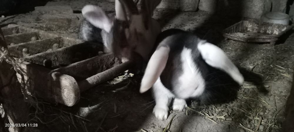 Qoʻy quyon sotiladi