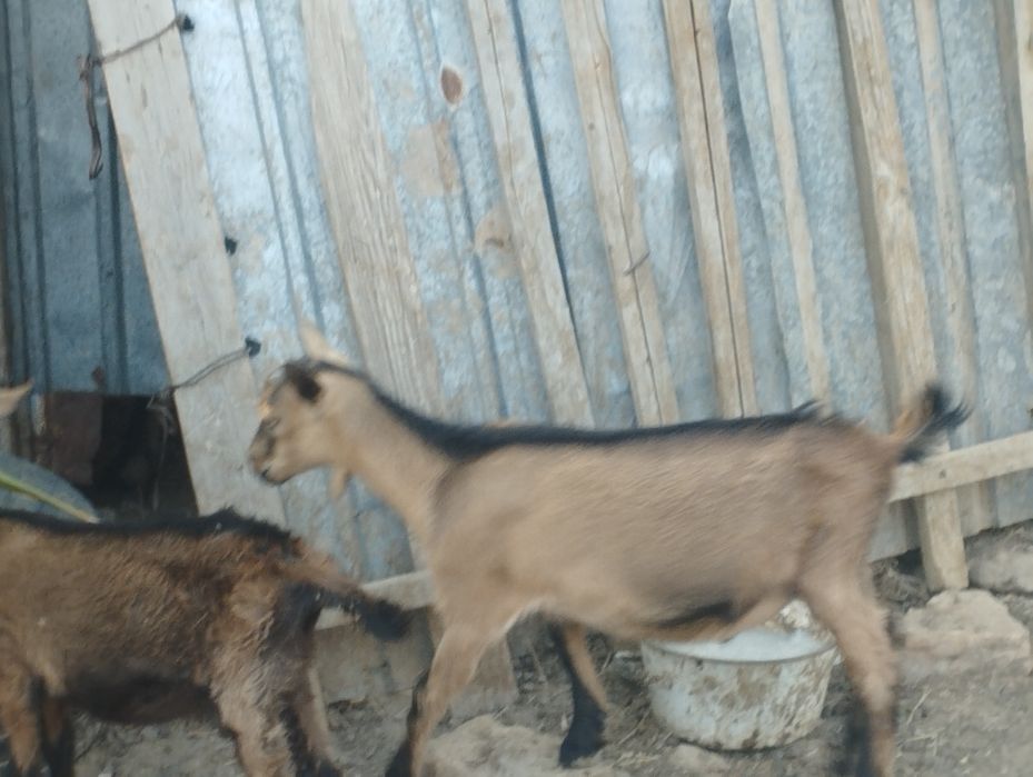 Алпі чех теке лақ сатылады.