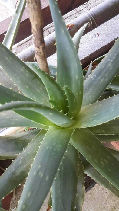 Алое Барбаденсис