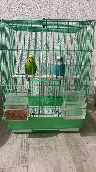 Продам попугаев