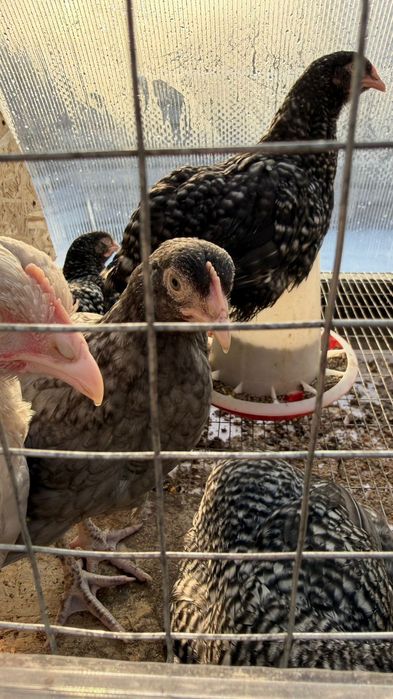 Циплята 3 месяц .