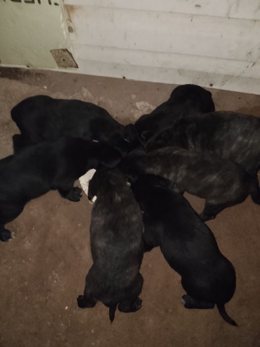 Күшік сатамын парода Кане корс