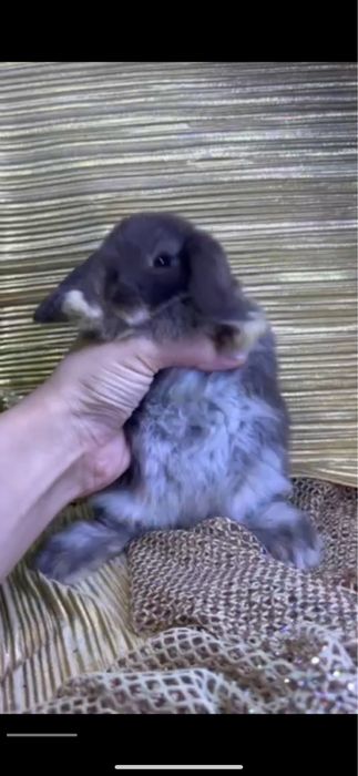 Декоративные кролики