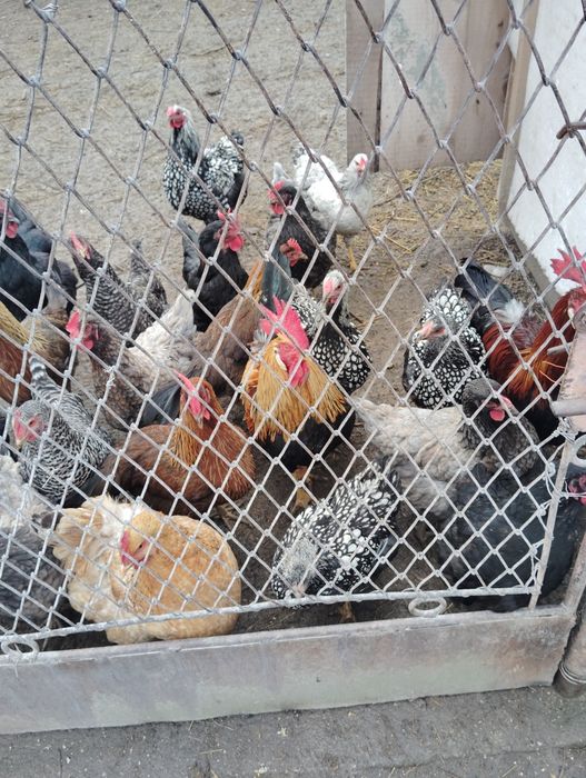 Vânzare oua de casa/ păsări crescute în libertate