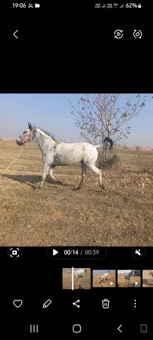 Жасынан асқан тай