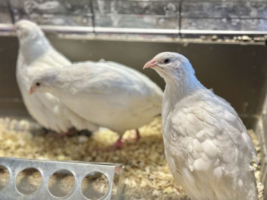 Oua de incubat de prepelita Giganta polara