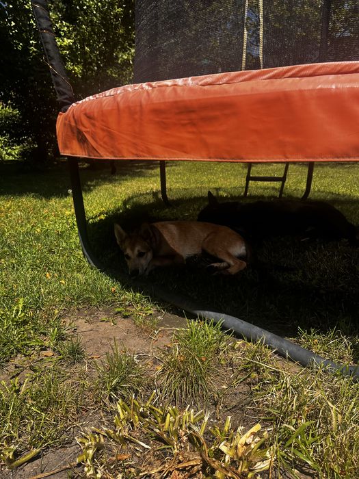 Отдам щенков бесплатно