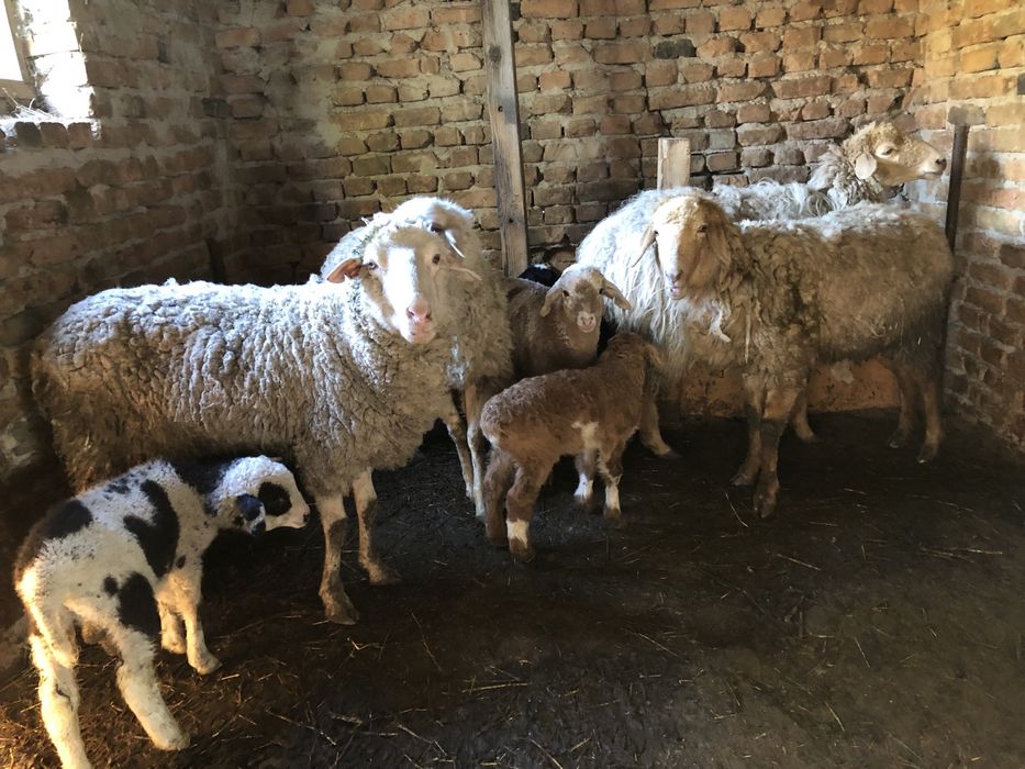 Койлар сатылады