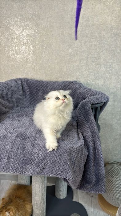 Pisoi Scottish Straight chinchilla