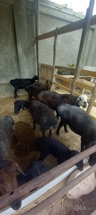 Qõchqorla sotiladi soni 8 dona