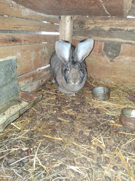 Vând iepuri uriasi germani