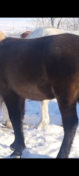 Жылқылар,лошади,соғым.от 450.000