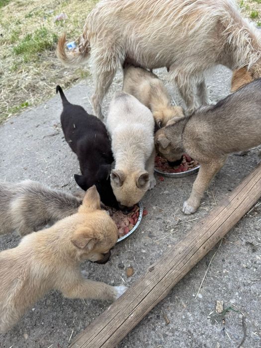 Donez cățeluși abandonați
