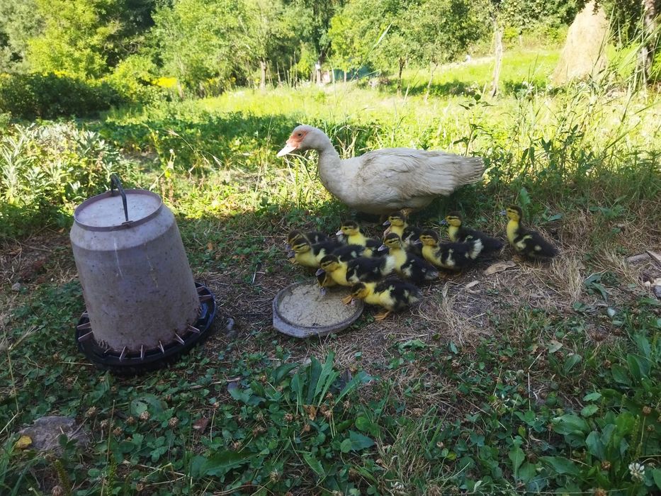 De vânzare boboci de rață mută – sănătoși și crescuți natural!