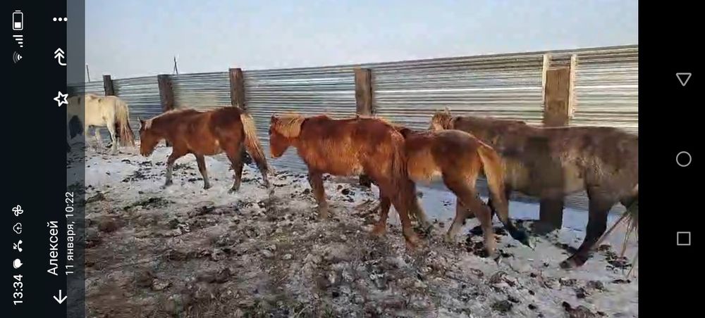 Лошади 32 головы