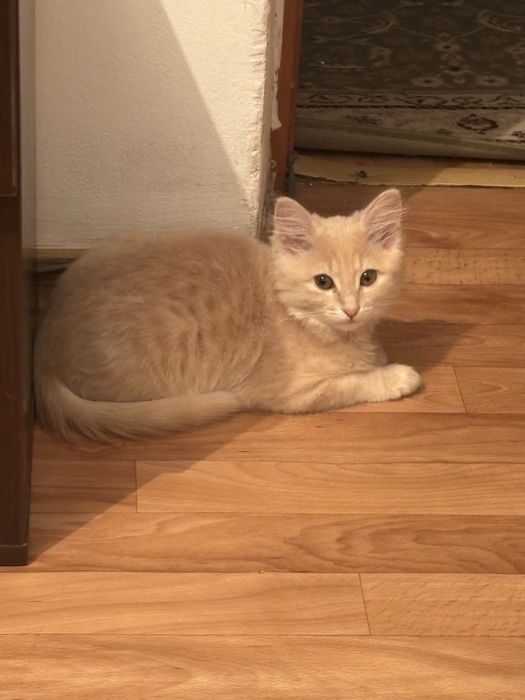 Отдаем в добрые руки кошку