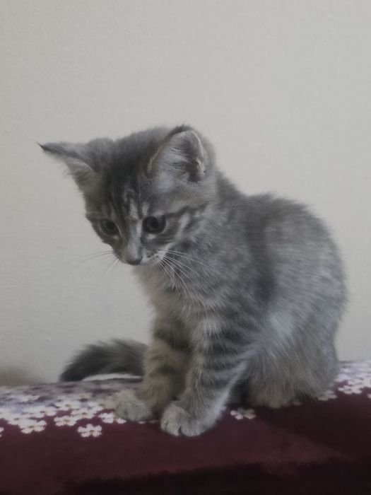 Отдам котёнка в хорошие руки