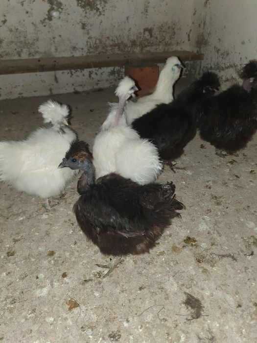 Vand matase japoneza.