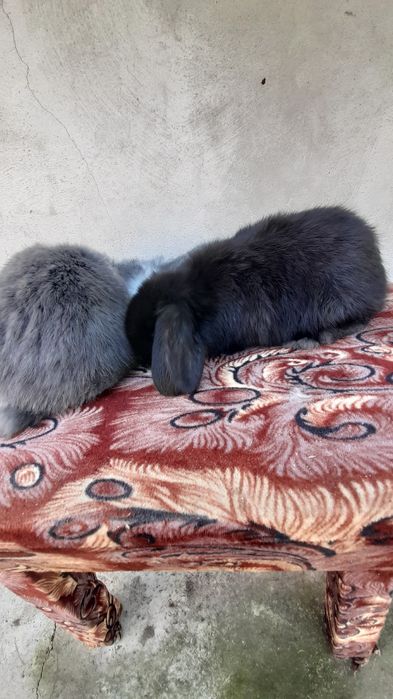 Vând pui iepuri berbec german