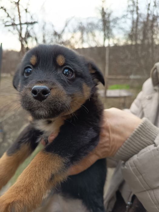 Câței gratis 3 luni
