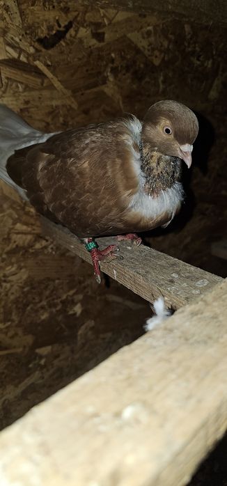 Caut porumbei gat golas