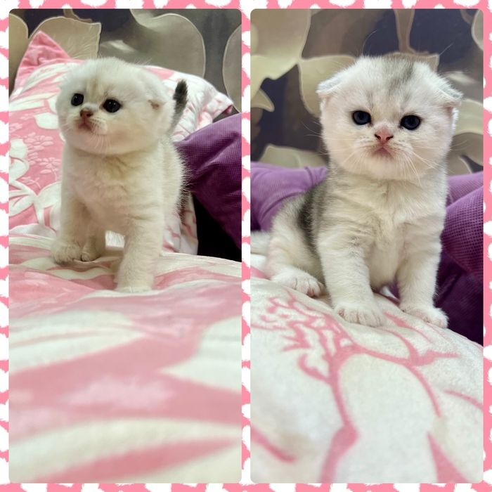 Вязка: Шотланский Скоттиш Фолд! Золотая шиншилла!