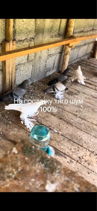 Продам сизых на греблях