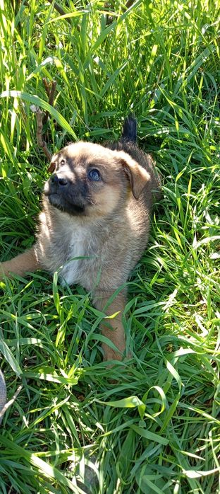 Щенки 2 месячные. Kuchukchalar