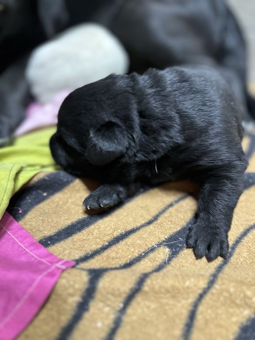 Щенки Лабрадоров