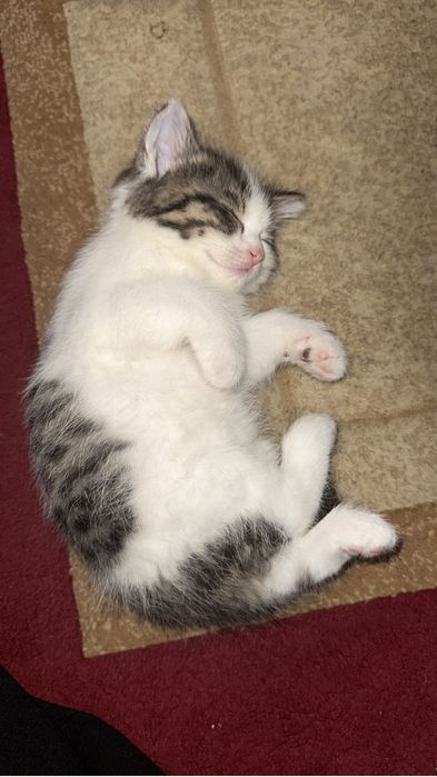 Котенок продается!!!