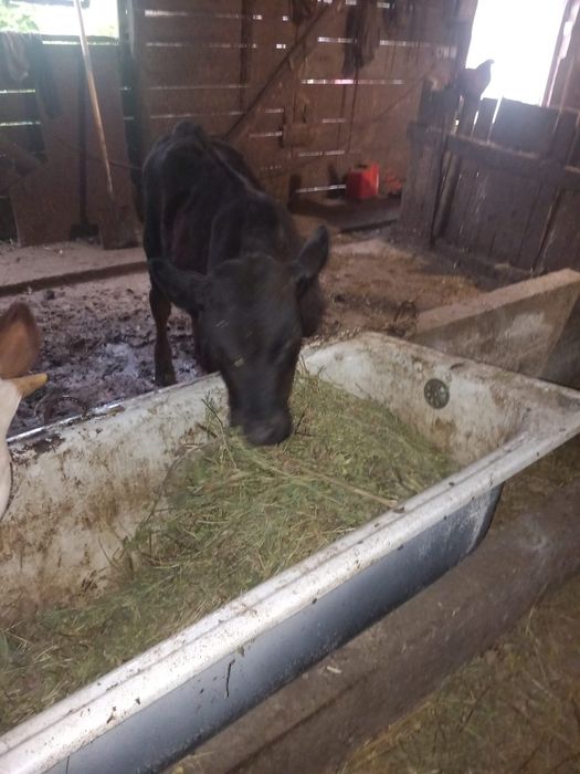 Vând vițel Angus