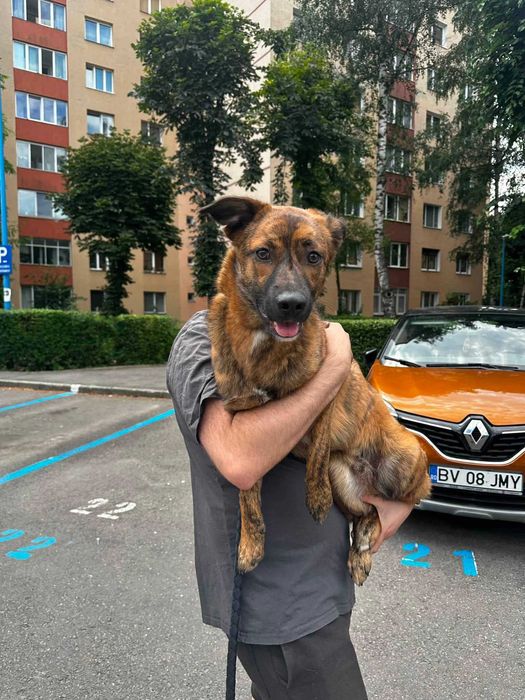 Donez metis-malinois (ciobanesc belgian)
