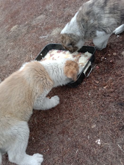 Щенки алабай, 2,5 месяца