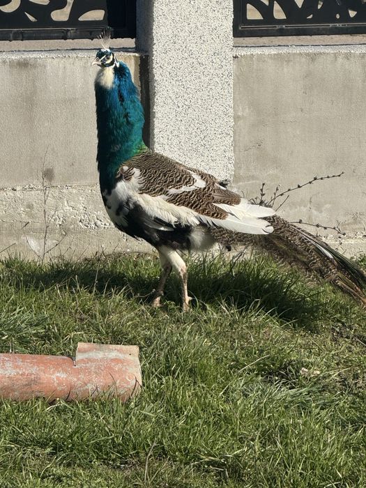 Мъжки паун на 2 години.