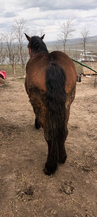 Manza  murga de 2 ani