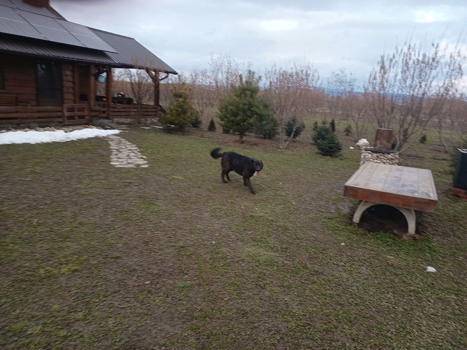 Donez cățea lup negru