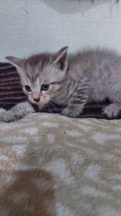 Британские котята.г. Шымкент.